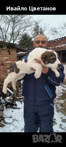 Алабай, снимка 2 - Алабай - 53449121