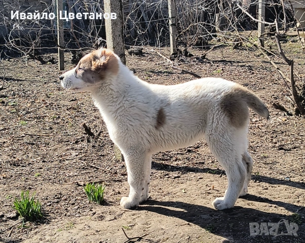 Алабай, снимка 3 - Алабай - 53766290