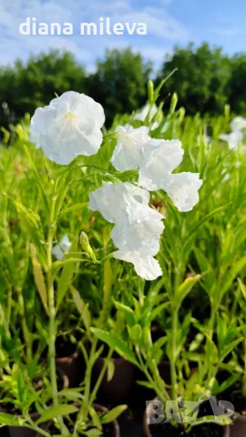 Продава се Руелия, Мексиканска петуния, Ruellia,  Mexican Petunia!!, снимка 9 - Градински цветя и растения - 55825095