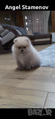 Померан,мини момченце с всички необходими ваксини и документи!!!, снимка 4 - Померан - 53208705