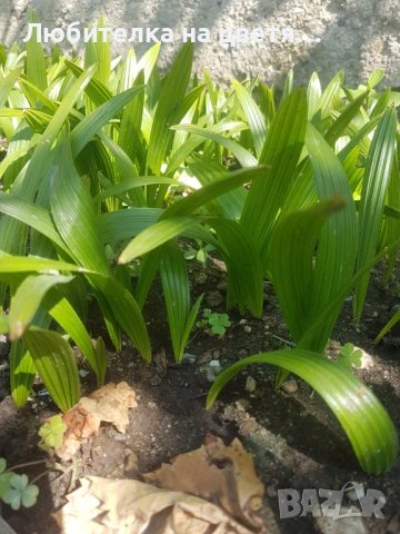 продавам палма трахикарпус Б- я студоустойчива 5 лв за бр и семена 50 бр- 10 лв, снимка 3 - Разсади - 41623948