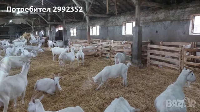 Saanski jenski qreta chistakravni sas sertifikat za poroda , снимка 4 - Кози - 49261553