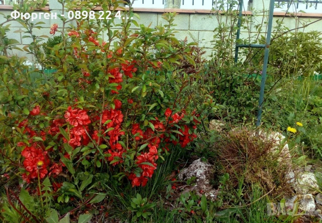 Японска дюля - Цидония, снимка 14 - Разсади - 41169747