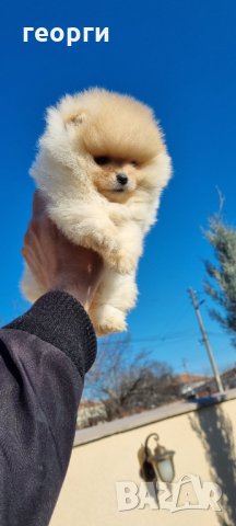 Померан, снимка 4 - Померан - 35756615