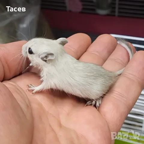 Монголски джербили