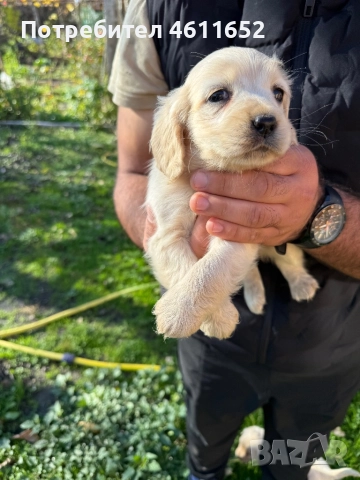 кокерчета, снимка 9 - Шпаньоли - 52281572