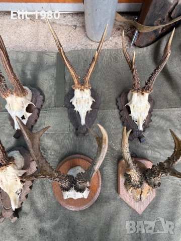 Продавам ловни трофей , снимка 4 - Ловно оръжие - 52653033