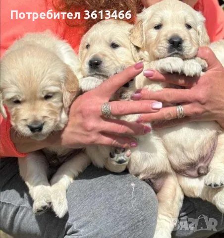Голдън ретривър мъжки и женски чистокръвни