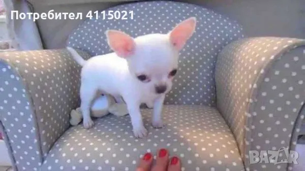 Мини чихуахуа, снимка 11 - Чихуахуа - 45990587
