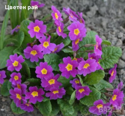 Домашна иглика с грудка , снимка 10 - Градински цветя и растения - 51949012