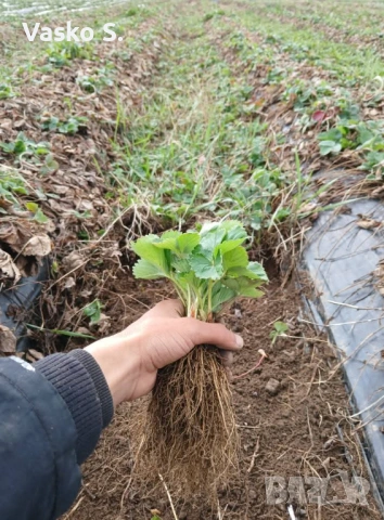 Ягоди, снимка 6 - Градински цветя и растения - 53711414