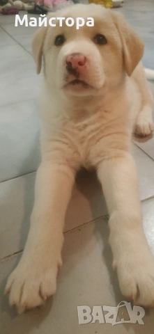 Продавам лабрадор , снимка 2 - Лабрадор ретривър - 53643608