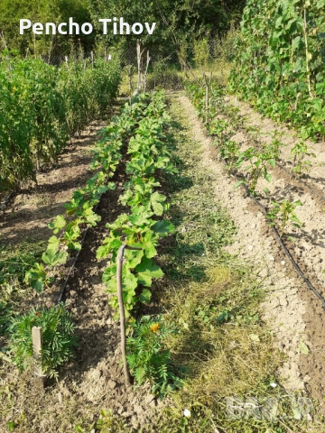 Продавам парцел в регулация и зем. земя в с. Враниловци., снимка 5 - Парцели - 51936556