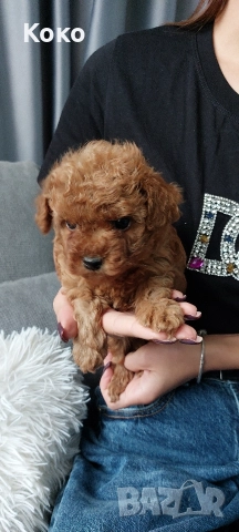 Той пудел/пудели , снимка 2 - Пудели - 52675949