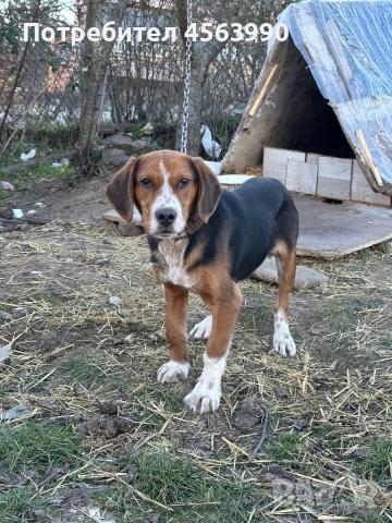 Mijko tricvetno gonce na 5 i polovin mesec