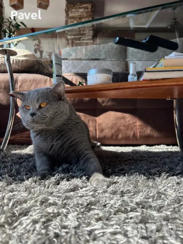 Благороден син британец търси подходяща дама, снимка 6 - Търси партньор - 46957445