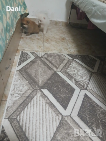 Mini Pomeran, снимка 14 - Померан - 53661268