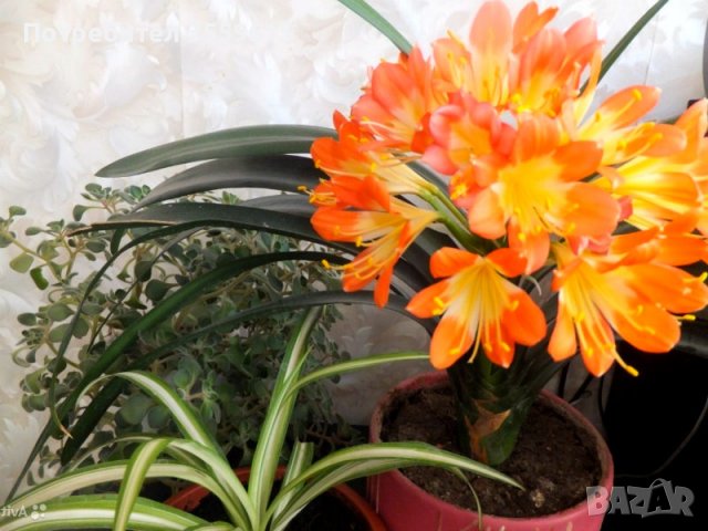 луковици на оранжев Зефирантес ( за саксия ), снимка 1 - Сортови семена и луковици - 39062632