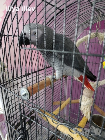 Жако на 3 години, снимка 3 - Папагали - 53776060