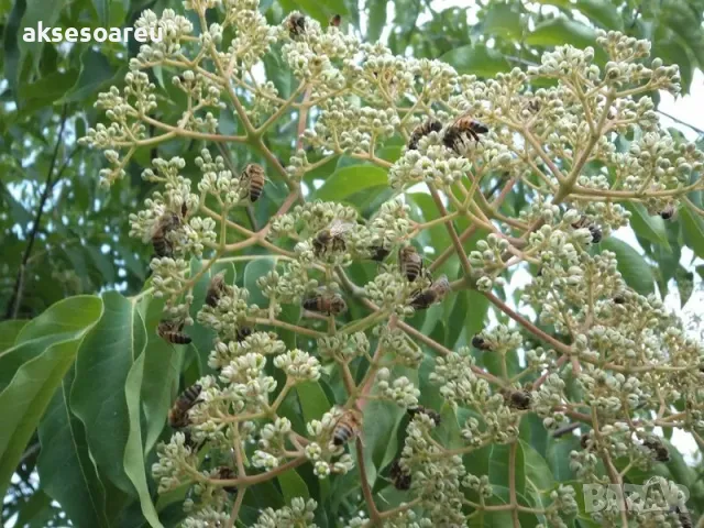 Продавам 400 висококачествени семена от медоносното дърво на пчеларя Еводия Даниели и разсад дръвчет, снимка 7 - Сортови семена и луковици - 49258651