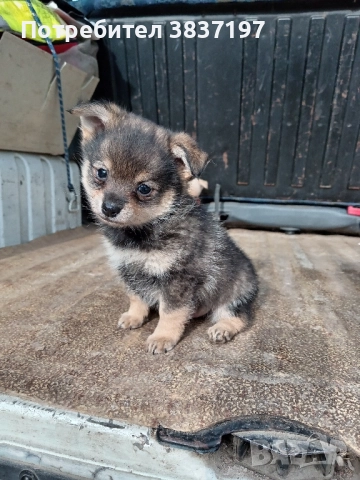 мъжки и женски кученца, снимка 6 - Померан - 52864204