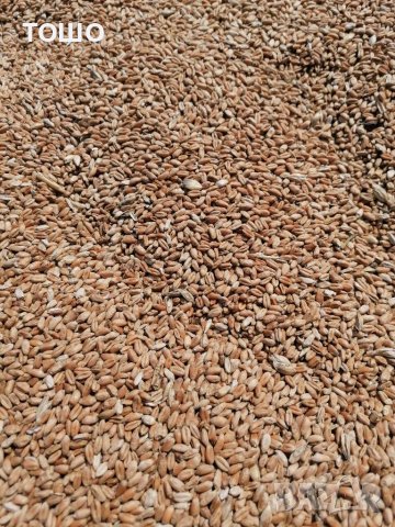 Бали люцерна, слама и сено , царевица, снимка 1 - За селскостопански - 33550996