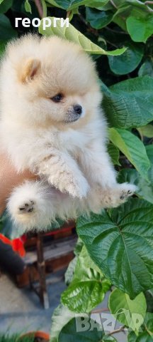 Померан померанче, снимка 4 - Померан - 41146182