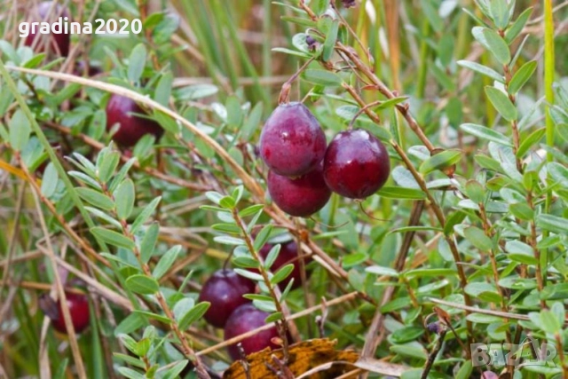 Американската червена боровинка, снимка 9 - Разсади - 52921783