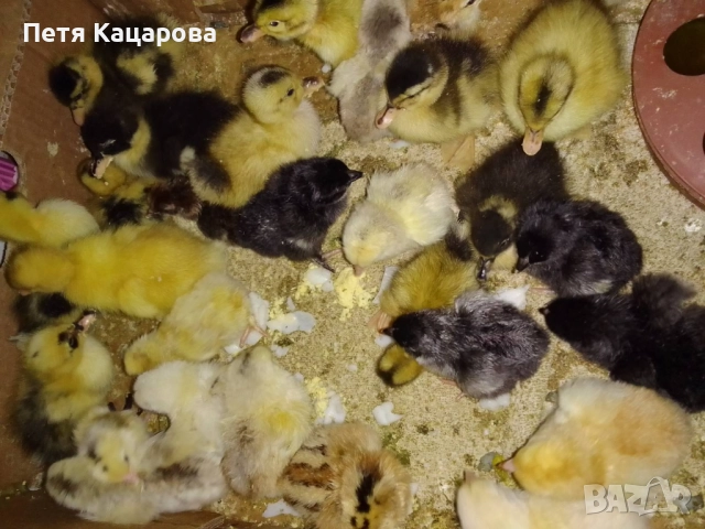 Гъски , снимка 3 - други­ - 52678892