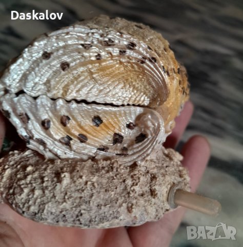 Продавам камъче за въздух мида с перла, снимка 4 - Оборудване за аквариуми - 41348714