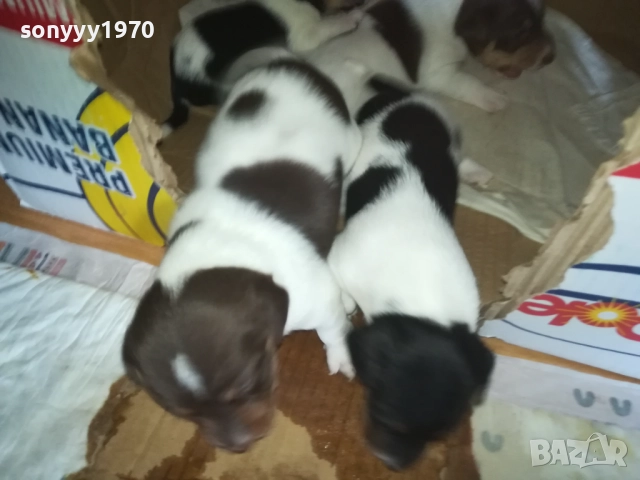 ДЖАК РЪСЕЛ-250ЛВ ЗА БРОЙ 0409251453, снимка 14 - Джак ръсел териер - 51605105