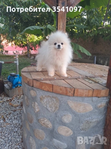 Померан , снимка 2 - Померан - 51494832