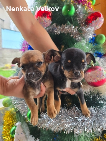 мини чиху пинчери, снимка 6 - Пинчер - 52677043