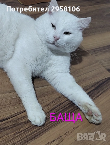 бяло мъжко коте, сини очи, 5 мес., снимка 14 - Британска късокосместа - 53197414