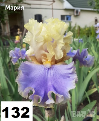 Сортови вискоки ириси /брадати ириси, снимка 16 - Сортови семена и луковици - 46410628