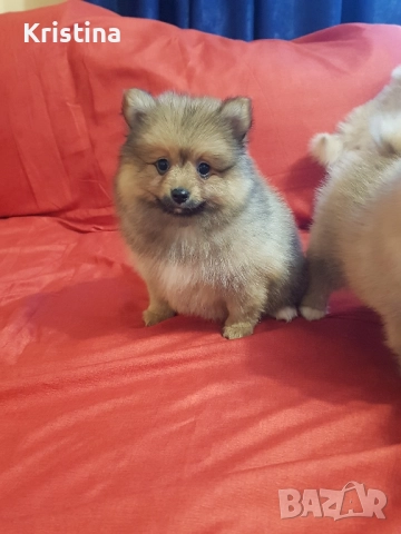 Померан померани свободни!, снимка 7 - Померан - 52774832