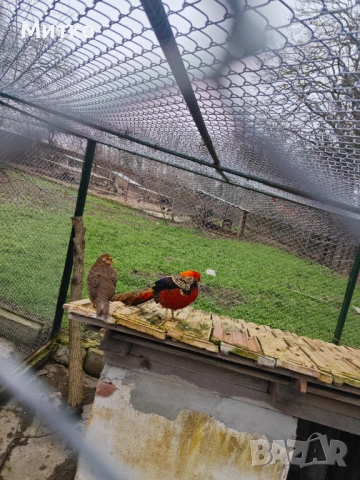 Фазани,токачки,японки, снимка 9 - други­ - 53499575