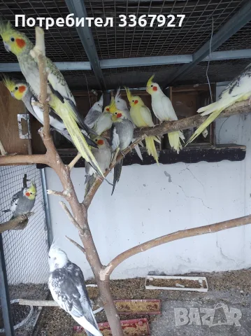 млади папагали Корели 