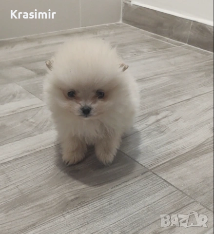 Померанчета, снимка 4 - Померан - 53698749