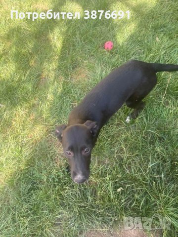 Лабрадор риджбек , снимка 3 - Други - 42689844