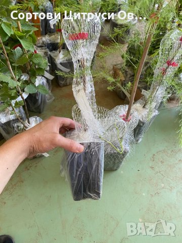 Аспержи Asparagus, снимка 3 - Градински цветя и растения - 41021521