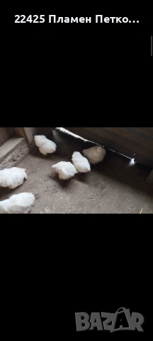 Продавам бял мини кохин 5+1