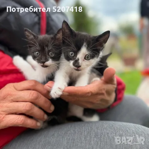 Котета ангорчета , снимка 3 - Ангорски - 56274006