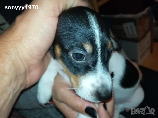 ДЖАК РЪСЕЛ ТЕРИЕР С ВАКСИНА И ПАСПОРТ 0610250734, снимка 2 - Джак ръсел териер - 51957467