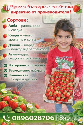 🌱 Качествен Разсад Ягоди и Малини – Директно от Производител!