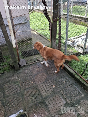 Подарявам Гонче , снимка 2 - Други - 53635498