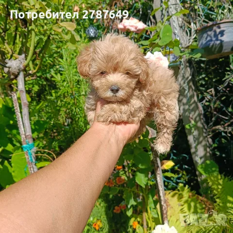 Малтипу момичета и момчета