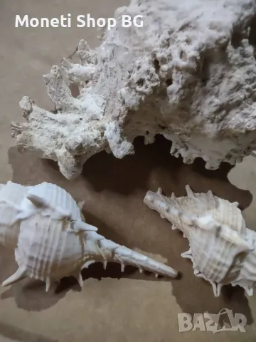 Океански дарове, снимка 2 - Други ценни предмети - 48922631