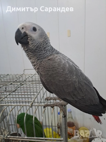 Продавам папагали Жако