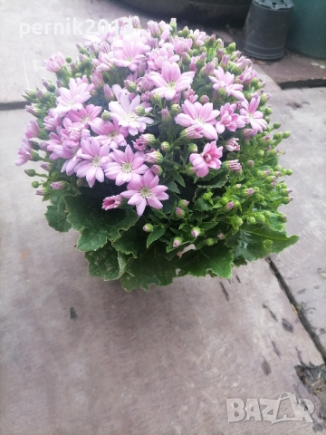 цинерария, снимка 1 - Градински цветя и растения - 44688720